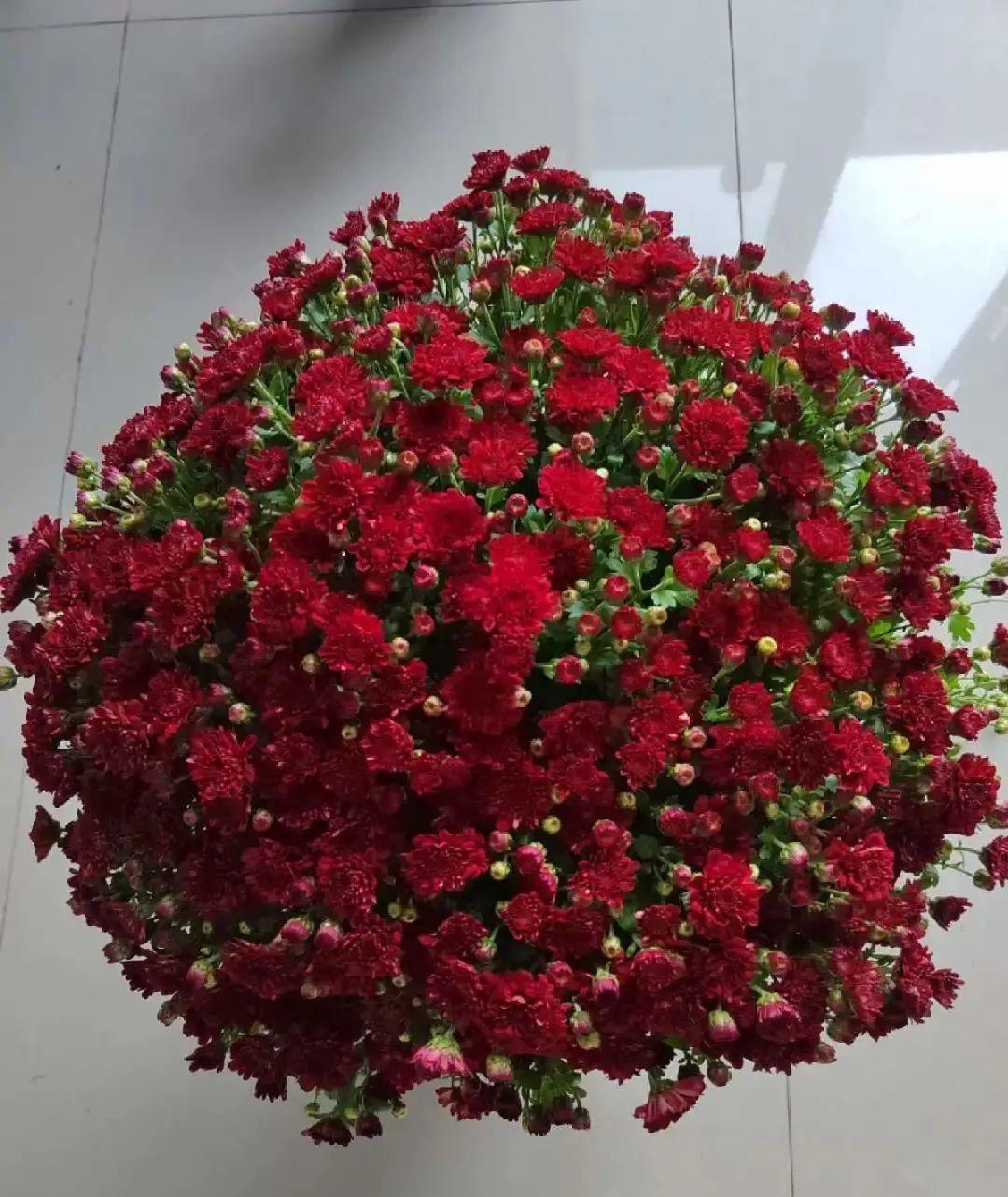 耐养的香水花,种室内香水花