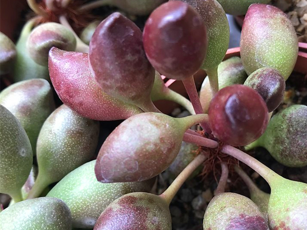 十种容易出状态的多肉,又呆萌又可爱的多肉