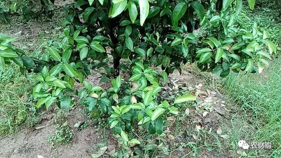 炭疽如何治疗以及预防,炭疽的预防和治疗