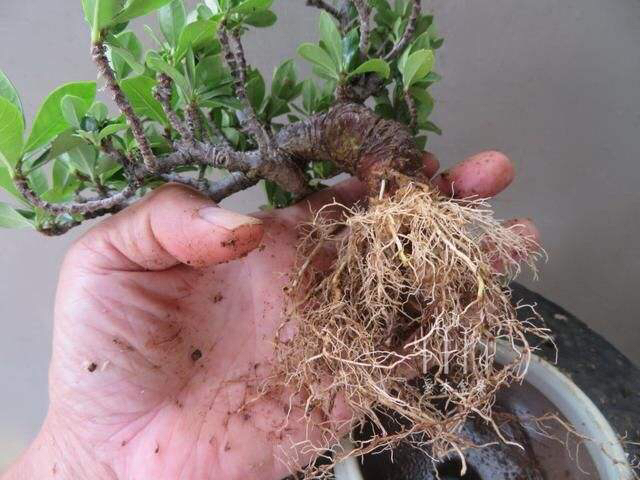 养栀子花的方法和注意事项有哪些,栀子花怎么养开花多不黄叶