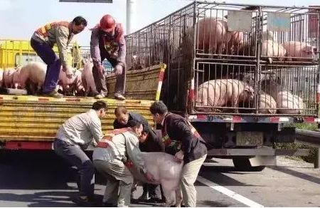 猪价走低对大型养猪企业有影响吗,养猪前景及2024年猪价预测