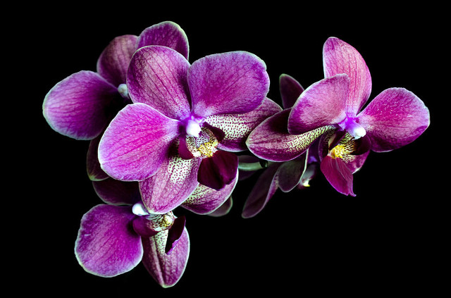 兰花品种蓝凤凰,兰花品种大将军