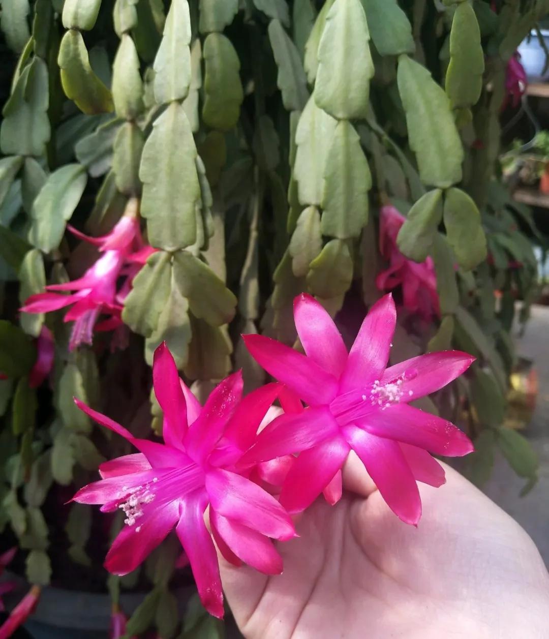 教你如何避开假货买到真品,一张图告诉你怎样分辨假货