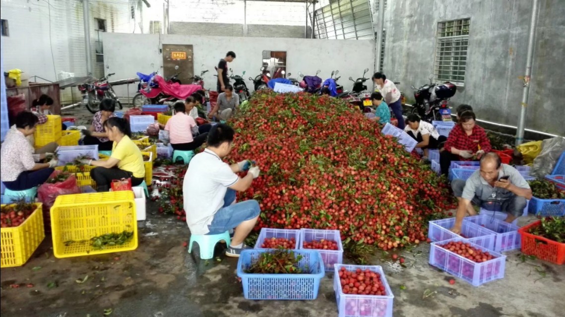 高州市根子镇荔枝博物馆,高州根子荔枝最出名的地方