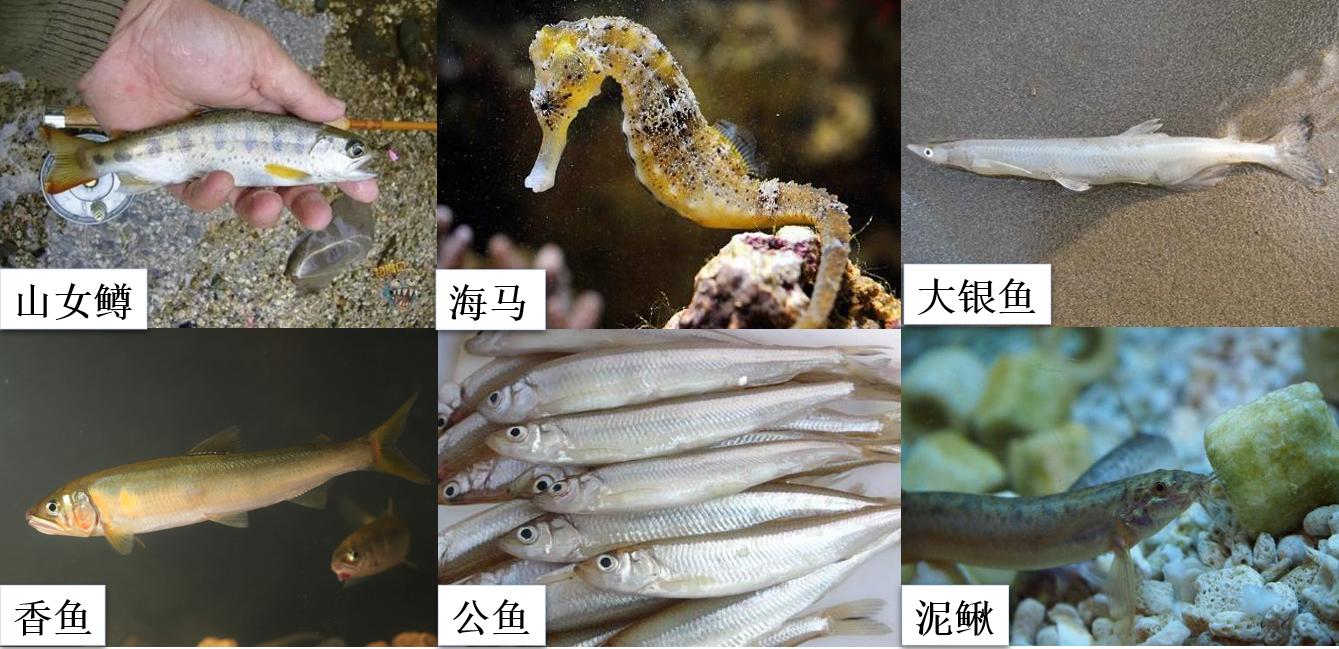 养殖鱼要在怎样的气温下才可以养,养殖鱼怎么才长得快