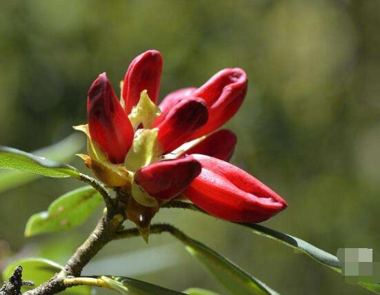 杜鹃花十大最美品种,杜鹃花十大品种排名及图片欣赏