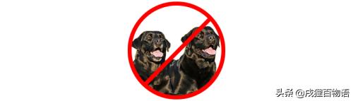 狗狗繁育问题,新手狗狗的受孕过程