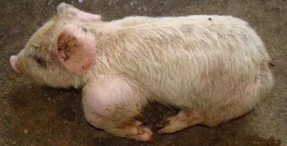 哺乳仔猪咳嗽腹式呼吸消瘦,仔猪腹式呼吸消瘦打什么针