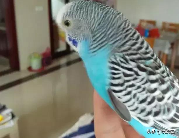 同时养两只鹦鹉打架怎么办,一起养两个鹦鹉怎么去训练