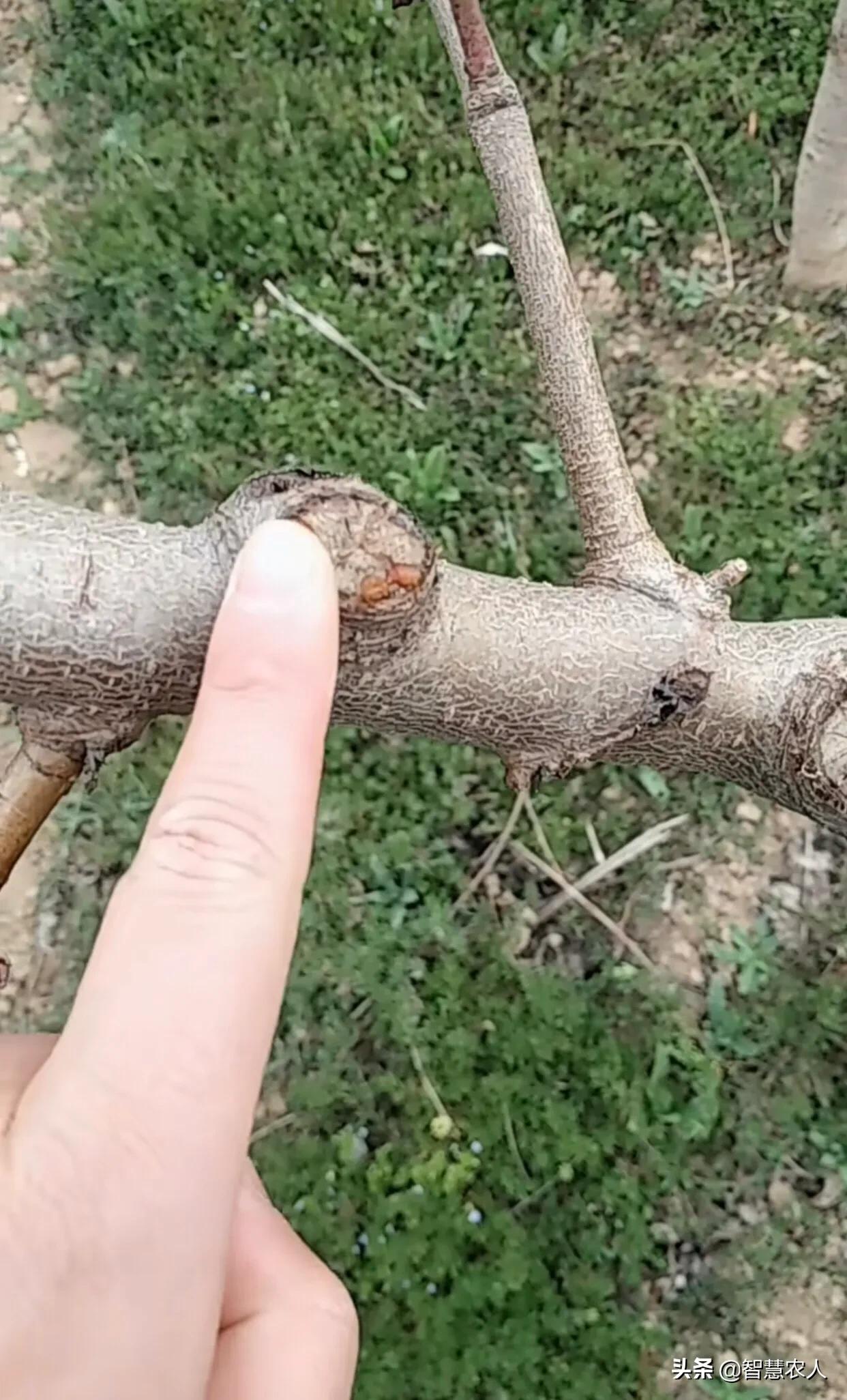 预防桃树流胶病用什么药,桃树流胶什么时候防治