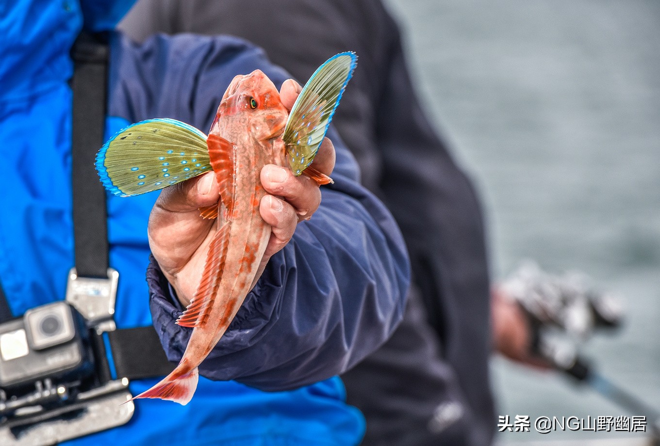 大连海钓黑鲪鱼视频,大连海钓日常巡岸