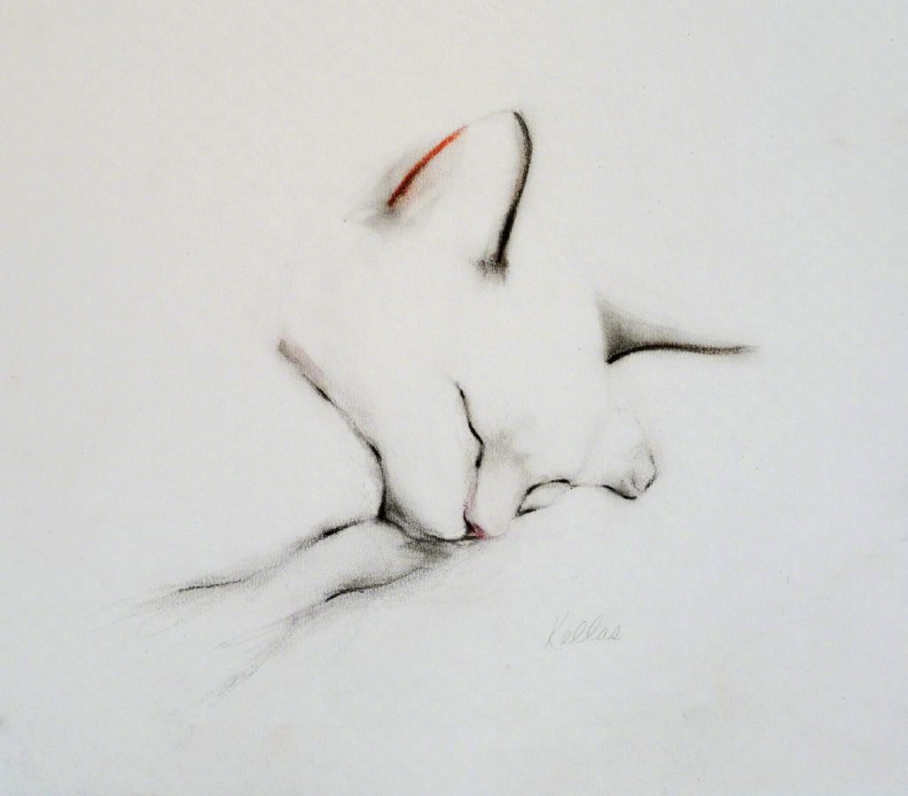 美式复古插画猫,插画猫咪线条