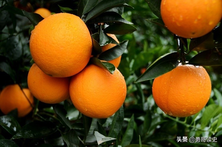 重庆奉节有啥好玩的,奉节白帝城脐橙