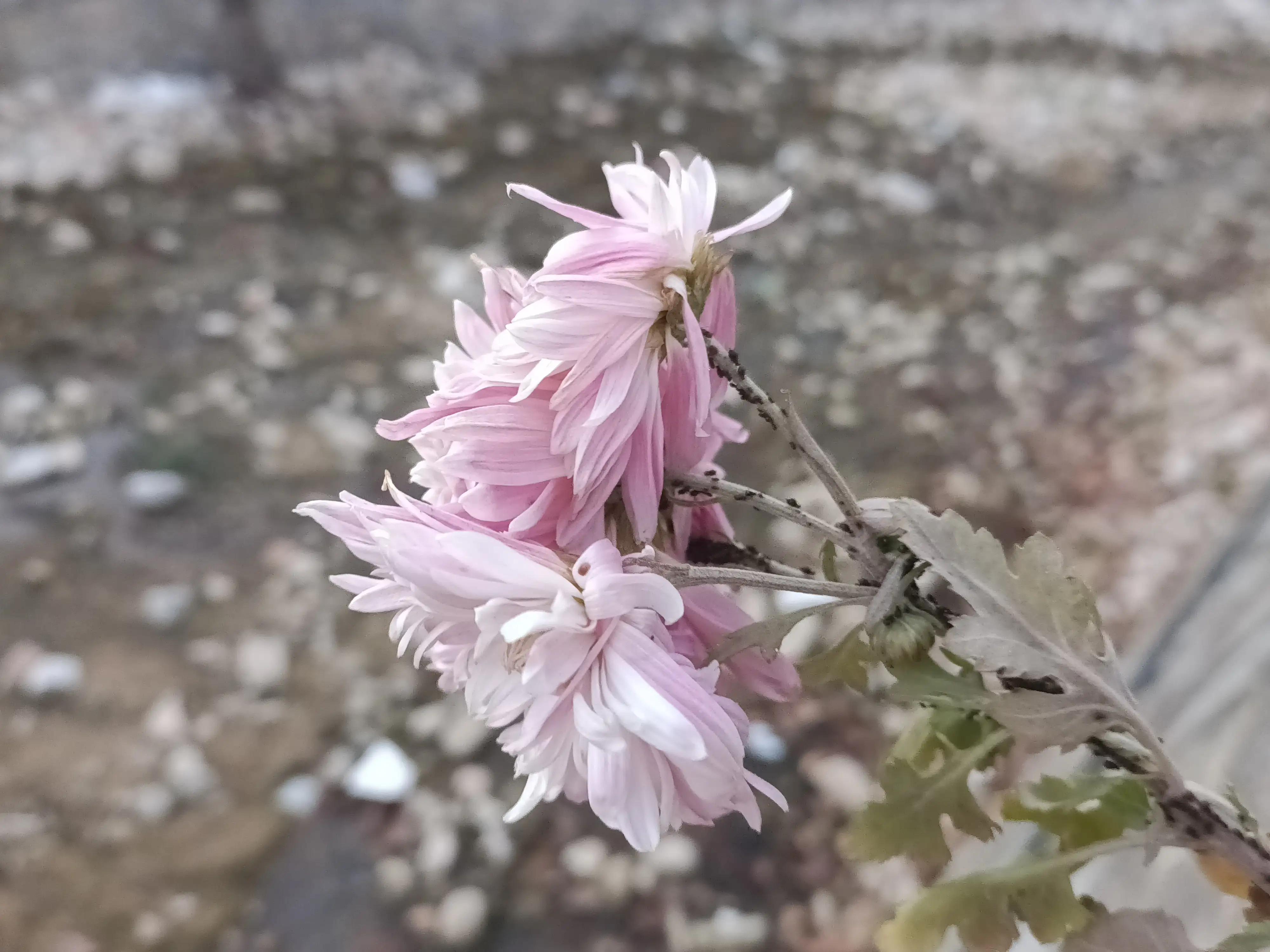 初冬，河渠畔，凋零的美之菊花的气节