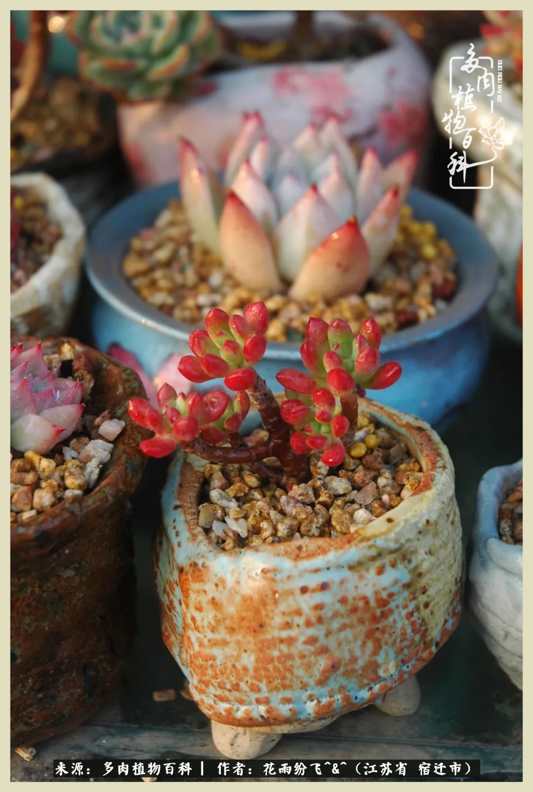 我家老臧：从反对到爱屋及乌的多肉守护人