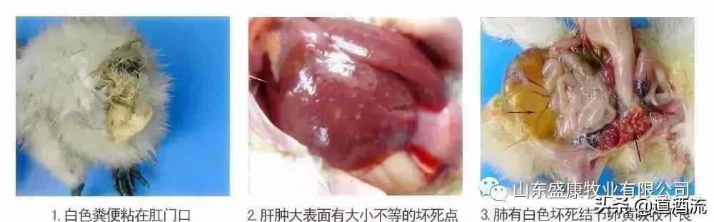 鸡咳嗽哮喘拉白痢用什么药治疗,鸡白痢怎么治疗才能彻底根治