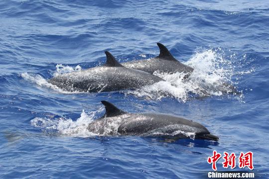 鲸类抹香鲸,搁浅抹香鲸成功放归深海首次成功