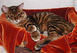 萌宠排行榜,萌宠排行榜1到50名