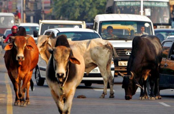 印度一物种泛滥“无恶不作”，政府不得已放大招：抓住一只奖五十