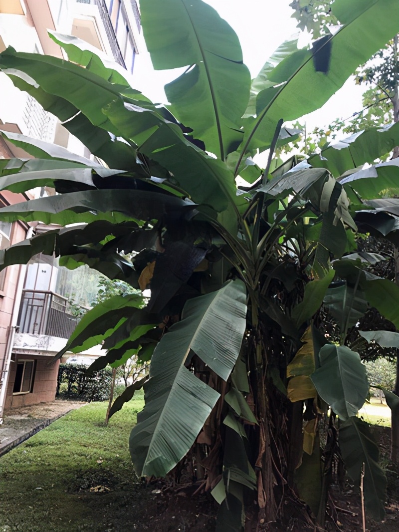 芭蕉树香蕉树的区别,芭蕉树和香蕉树的区别