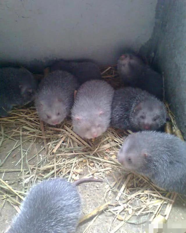 农民被骗的十大骗局,农村新骗局6天骗了3个村