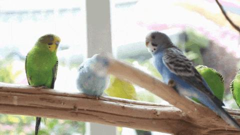 亲子家庭召集令|花miao大作战趣味玩法燃炸暑假