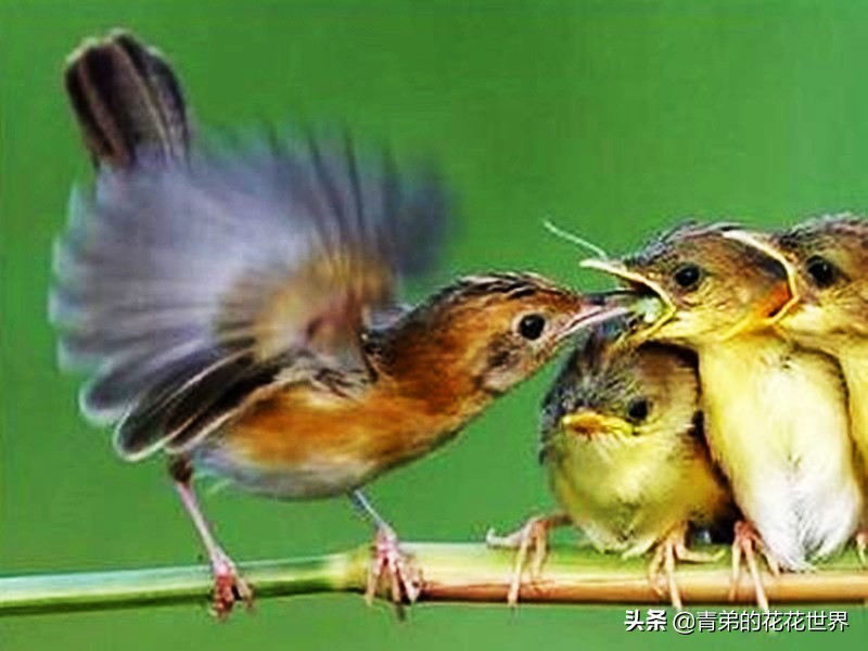 养野鸟怎么训练不飞走,怎样让野鸟在自己家里筑巢