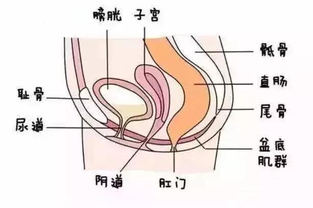 孕期耻骨分离痛是什么原因,孕期一侧耻骨疼怎么缓解