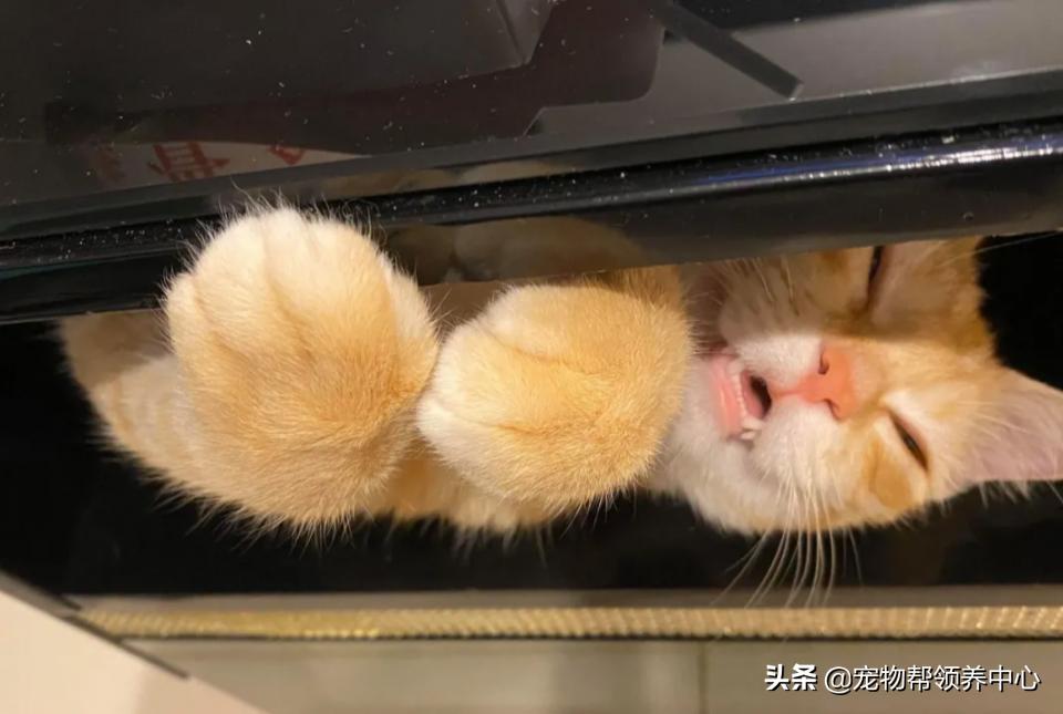 橘猫整日不出闺房却突然胎动？检查令爸崩溃：哪个死小子干的？