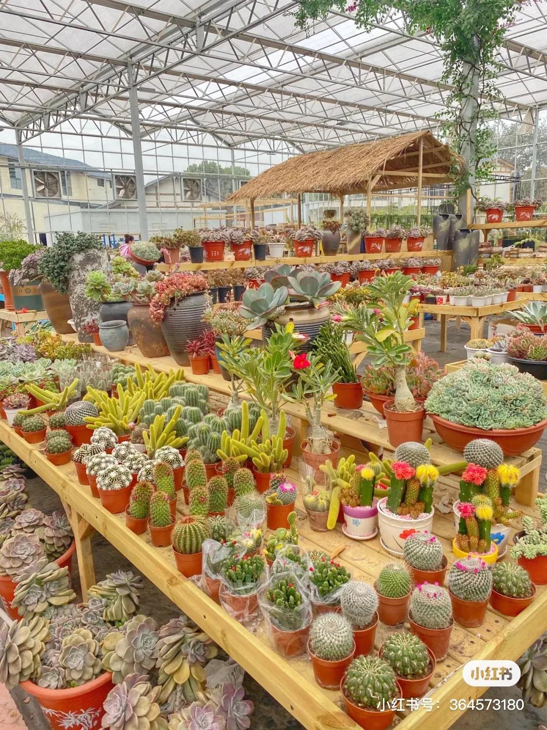 成都的花市批发市场在哪里,成都花市合集