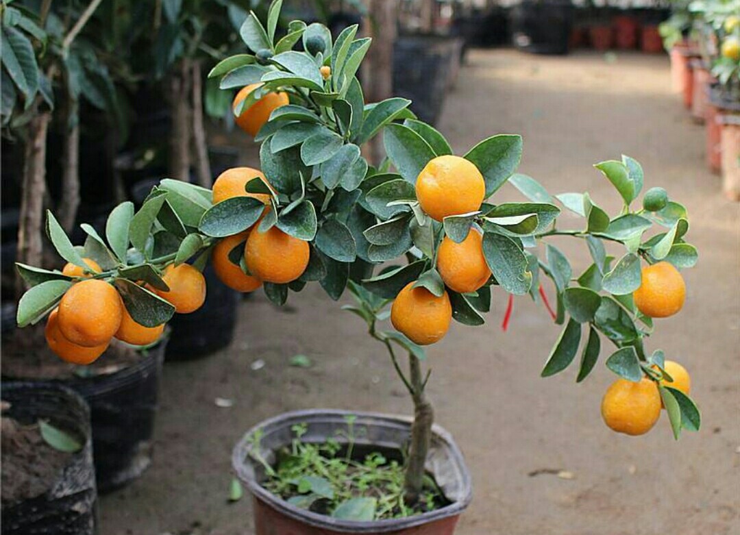 盆栽金桔掉叶掉果怎么办,盆栽金桔树冬天落叶落果