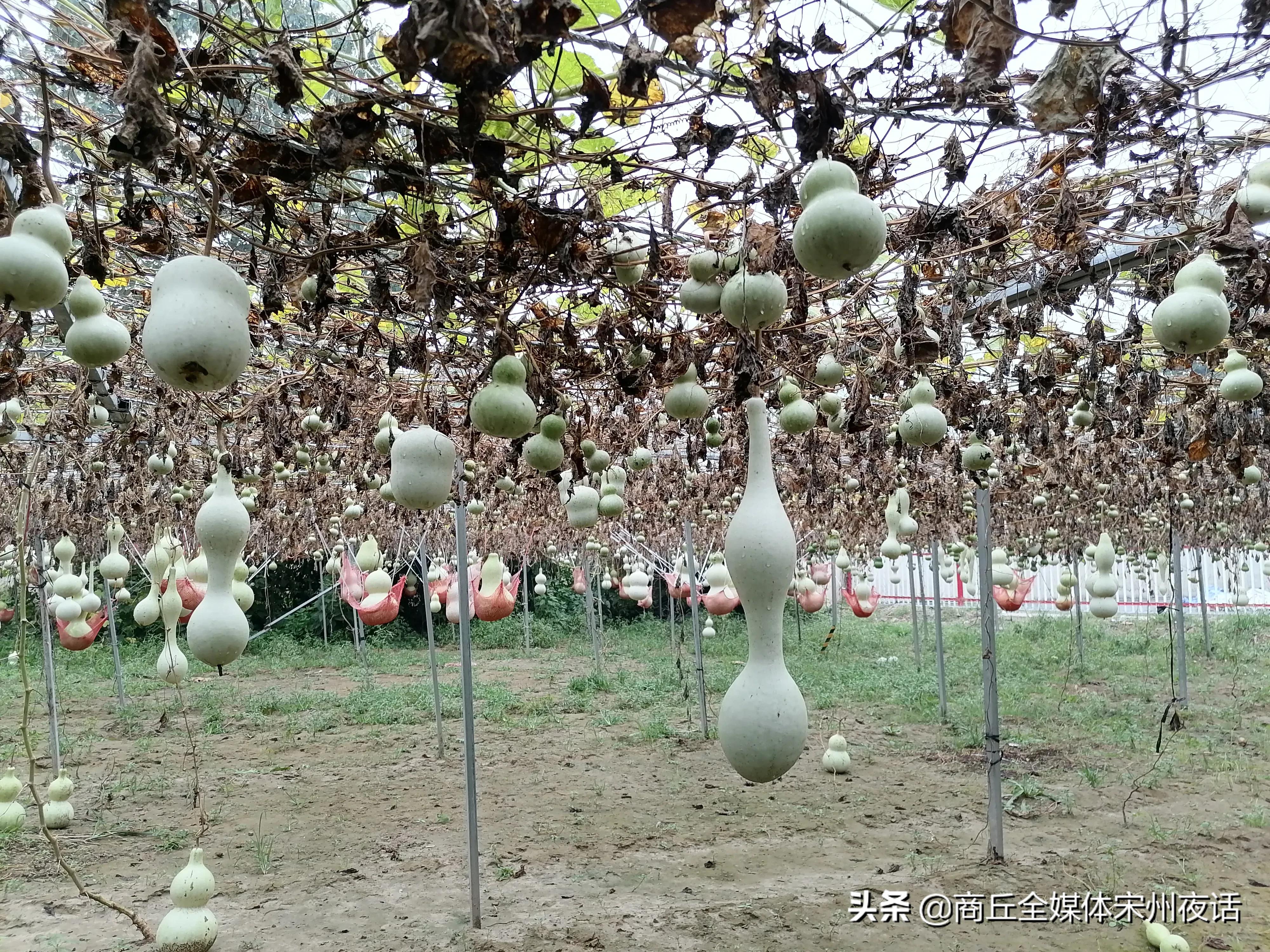 小葫芦创意产业,把小葫芦做成了大产业