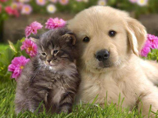 一只被遗弃的小猫在这里乞讨,一只被遗弃的小狗终日流浪在街头