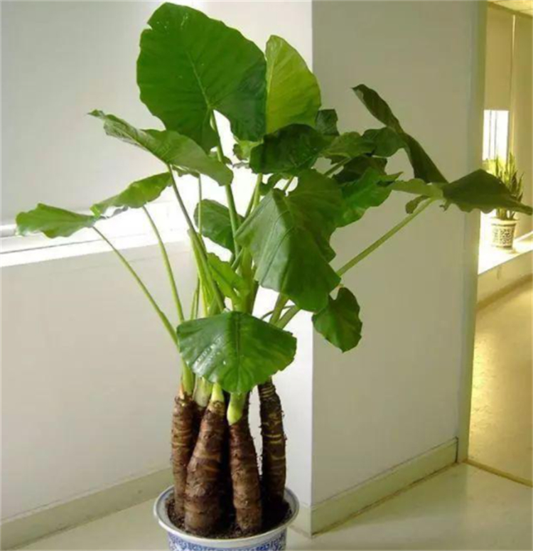 适合院子里种植的耐阴耐寒的植物,十大客厅耐阴绿植冬天不死的植物