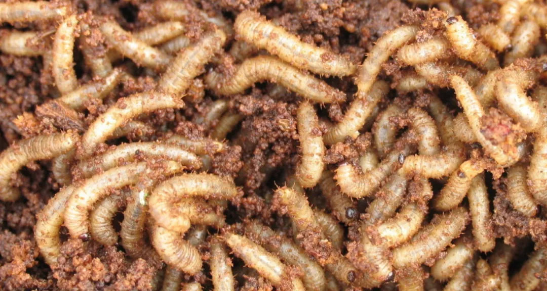 昆虫蛋白食品,昆虫蛋白医药