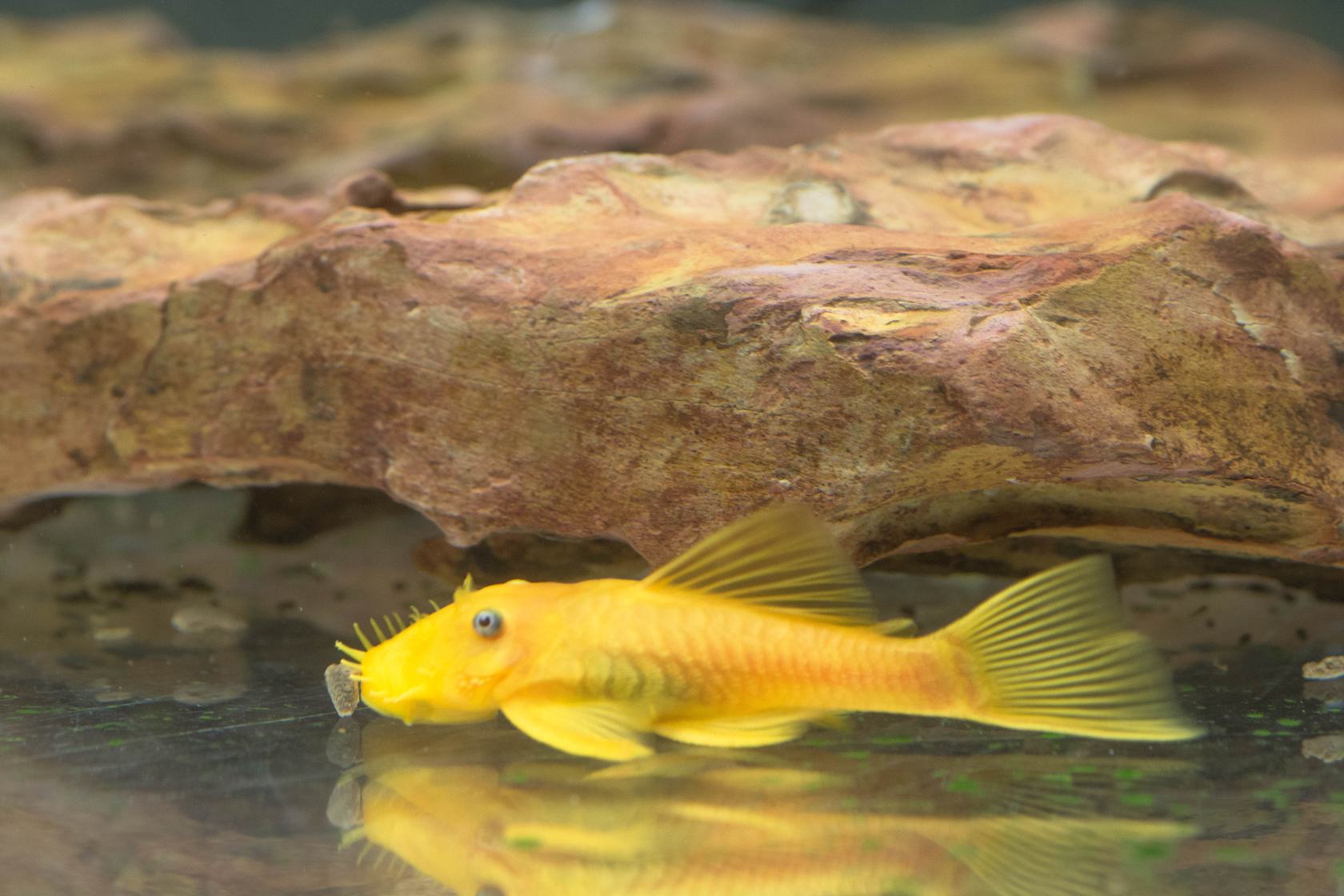 鱼缸长绿藻说明水质好还是差,水族箱长绿藻代表水质好吗