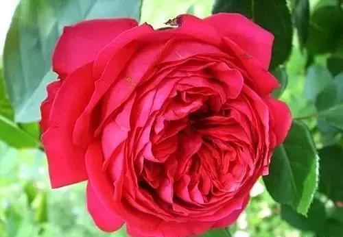 每天学习一点点花卉,100种常见玫瑰品种