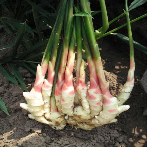 怎样种生姜好吃又简单,家庭种生姜妙招