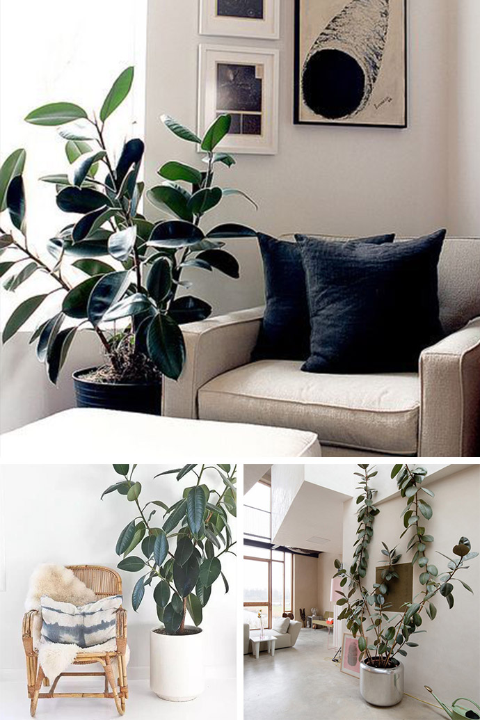 你不知道的绿植秘密,你所不知道的动植物