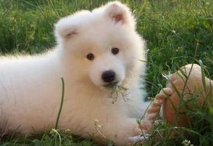 狗狗缺微量元素需要补维生素么,狗狗复合维生素和微量元素的区别