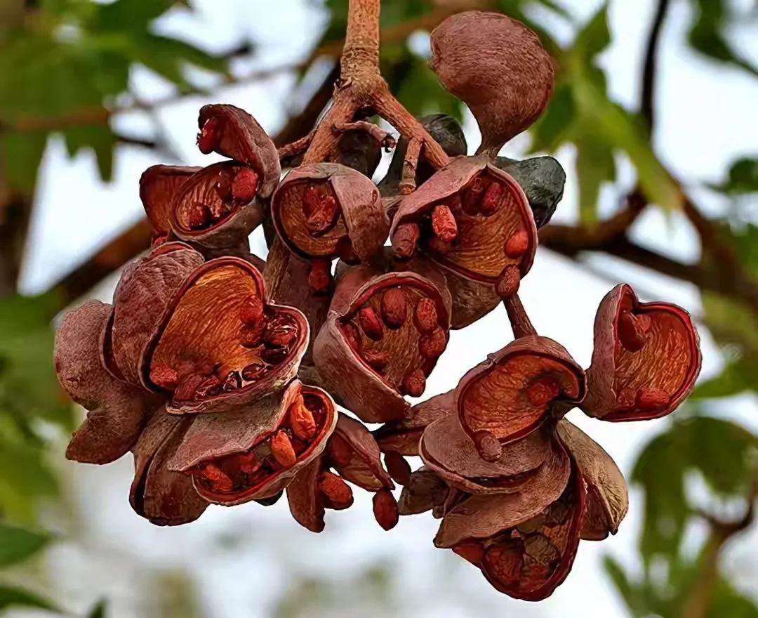 世界十大珍贵的植物图片,世界上罕见的名贵植物图片
