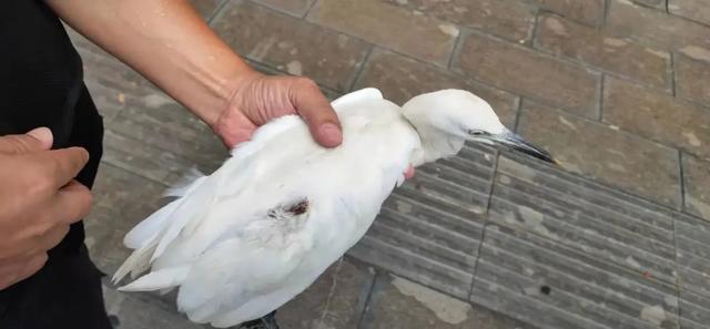 小鸟倒在地上怎么急救,小鸟受伤了怎么给自己治病