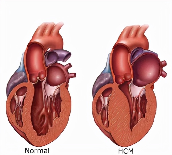 2分钟,夺走小猫咪的命