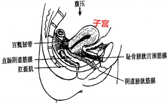 老人子宫掉出来严重吗,80岁老人子宫脱垂