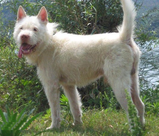 狩猎能力最强的猫,最凶残的下司犬排名