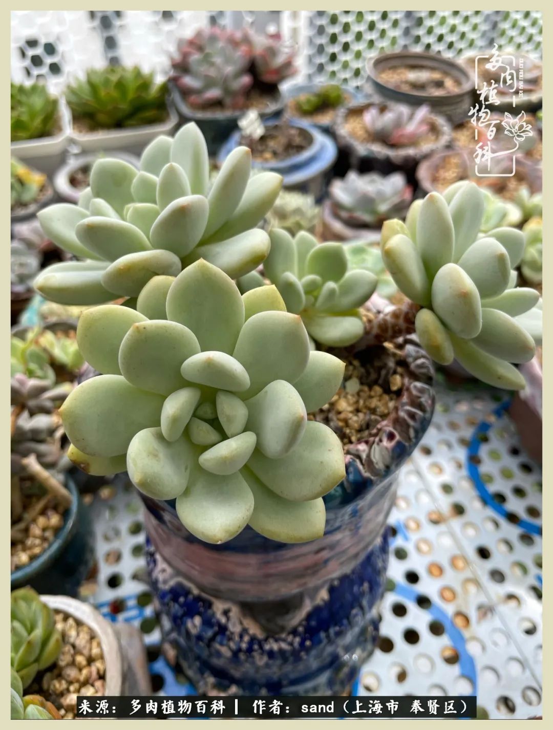 多肉垂落下去该怎么办,多肉在三伏天怎么度夏