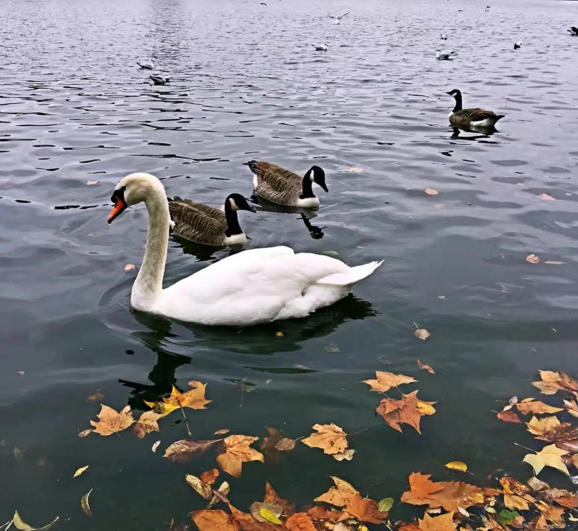 海德公园physicalenergy,海德公园hydepark英文介绍