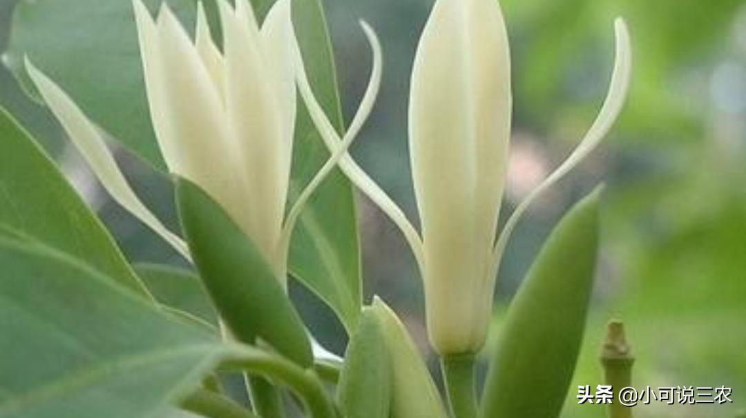 比香水还香的7种花卉白兰花,十大最香的花排名白兰花