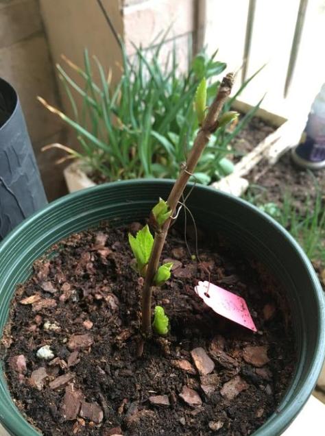 想让花开得漂亮用什么,绣球花开花少不缺阳光不缺肥