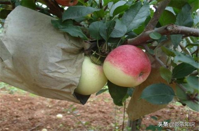 苹果栽培技术与管理方法,苹果栽培新技术